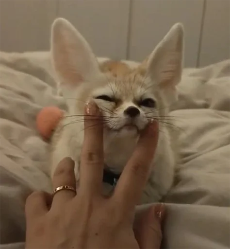 😌 Стикер «Im Fennec» для Telegram