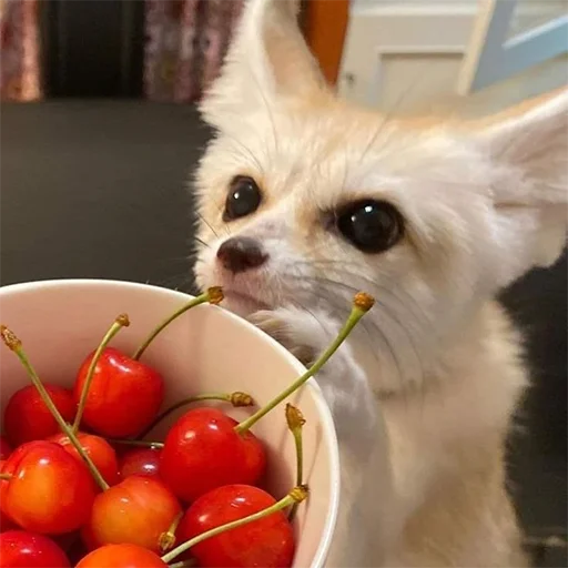 🍒 Стикер «Im Fennec» для Telegram
