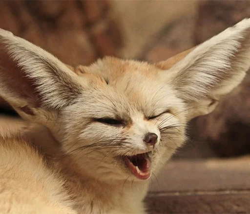 🥴 Стикер «Im Fennec» для Telegram