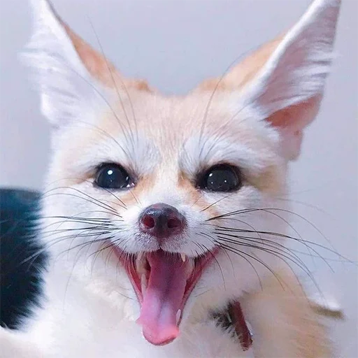 😃 Стикер «Im Fennec» для Telegram