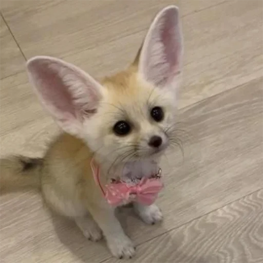 😊 Стикер «Im Fennec» для Telegram