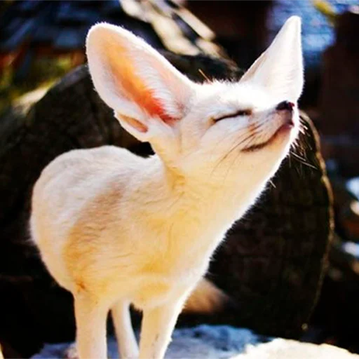 😌 Стикер «Im Fennec» для Telegram