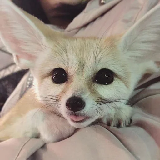 😋 Стикер «Im Fennec» для Telegram