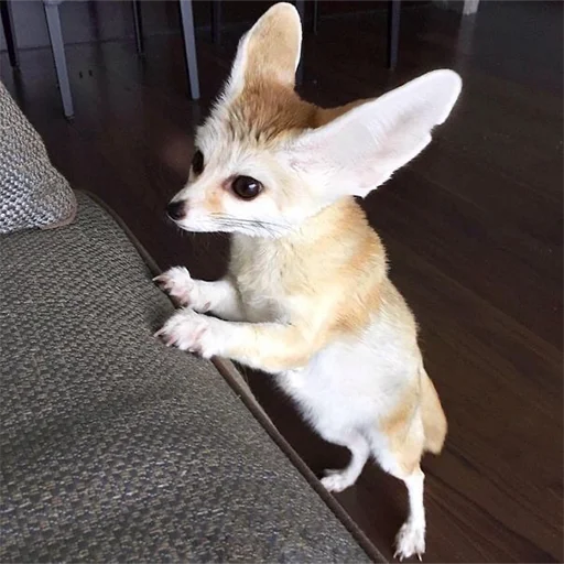 🙃 Стикер «Im Fennec» для Telegram
