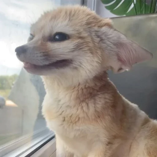🙂 Стикер «Im Fennec» для Telegram