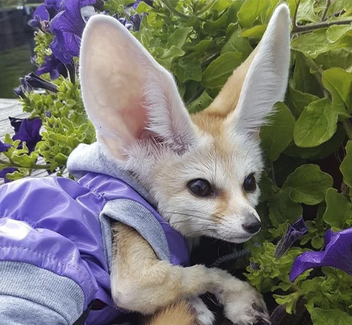 🌳 Стикер «Im Fennec» для Telegram