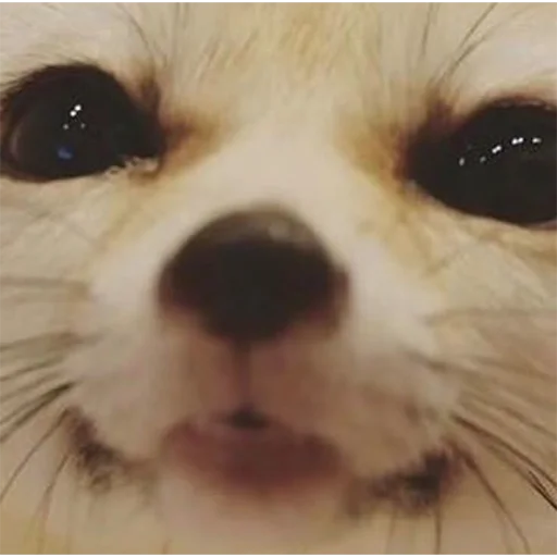 😊 Стикер «Im Fennec» для Telegram