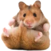 Обложка набора Hamsters - для настоящих любителей Хомяков 🐹