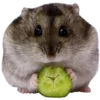 Стикер 4 Hamsters - для настоящих любителей Хомяков 🐹
