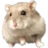 Стикер 6 Hamsters - для настоящих любителей Хомяков 🐹