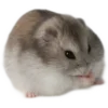 Стикер 5 Hamsters - для настоящих любителей Хомяков 🐹