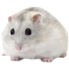 Стикер 2 Hamsters - для настоящих любителей Хомяков 🐹