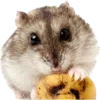 Стикер 9 Hamsters - для настоящих любителей Хомяков 🐹