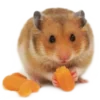 Стикер 7 Hamsters - для настоящих любителей Хомяков 🐹