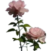 Стикер 29 ℙ𝕚𝕟𝕜 𝕒𝕕𝕕𝕚𝕔𝕥𝕚𝕠𝕟