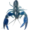 Стикер 16 Sea Invertebrates