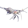 Стикер 20 Sea Invertebrates