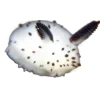Стикер 44 Sea Invertebrates