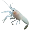 Стикер 22 Sea Invertebrates
