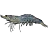 Стикер 21 Sea Invertebrates