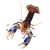Стикер 18 Sea Invertebrates