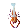 Стикер 13 Sea Invertebrates