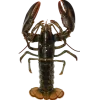 Стикер 19 Sea Invertebrates