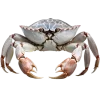 Стикер 10 Sea Invertebrates