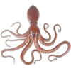Стикер 29 Sea Invertebrates