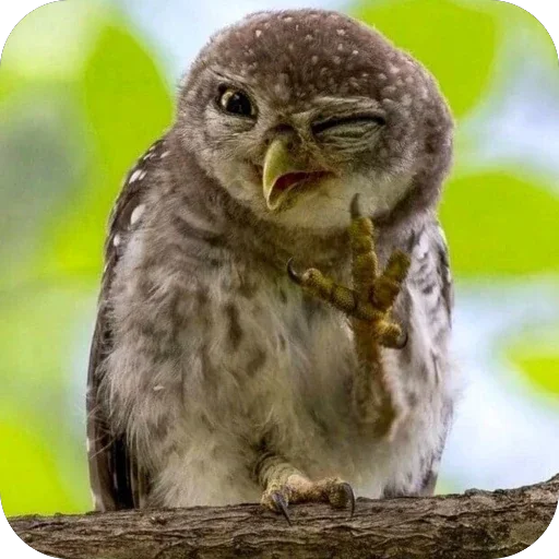 😉 Стикер «Исполинский козодой» для Telegram