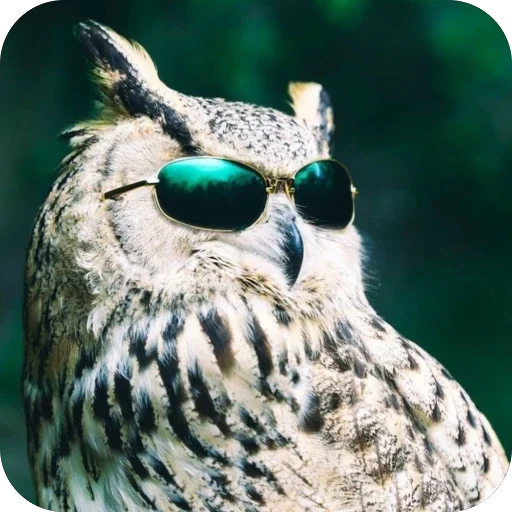 😎 Стикер «Исполинский козодой» для Telegram