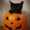 Стикер 2 Halloween #halloween #status