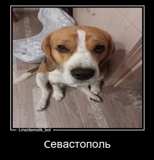 🫡 Стикер «Абоба» для Telegram
