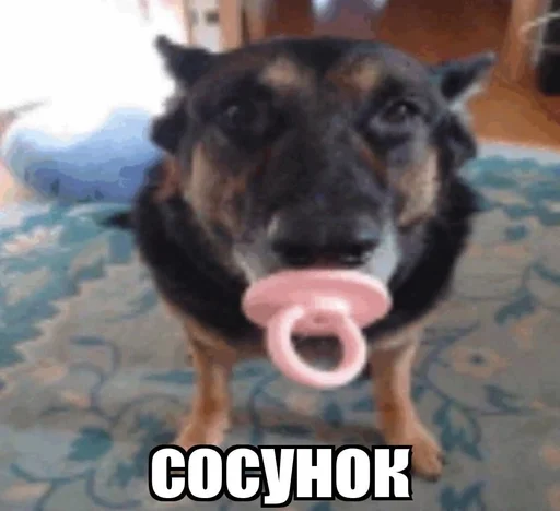 😉 Стикер «Абоба» для Telegram