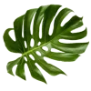Стикер 42 Jungle