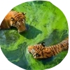 Стикер 3 Jungle