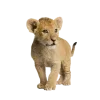 Стикер 50 Jungle