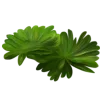 Стикер 57 Jungle