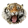 Стикер 49 Jungle