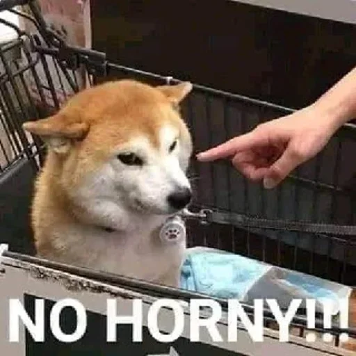 🙃 Стикер «Purrfect Shit» для Telegram