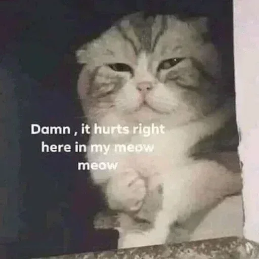 🏵 Стикер «Purrfect Shit» для Telegram