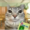 Стикер 42 Коты премиум
