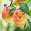 Стикер 41 Коты премиум