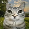 Стикер 20 Коты премиум