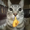 Стикер 47 Коты премиум