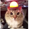 Стикер 40 Коты премиум