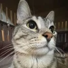 Стикер 55 Коты премиум