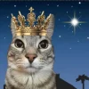 Стикер 52 Коты премиум