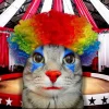 Стикер 30 Коты премиум