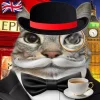 Стикер 15 Коты премиум